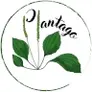 Plantago